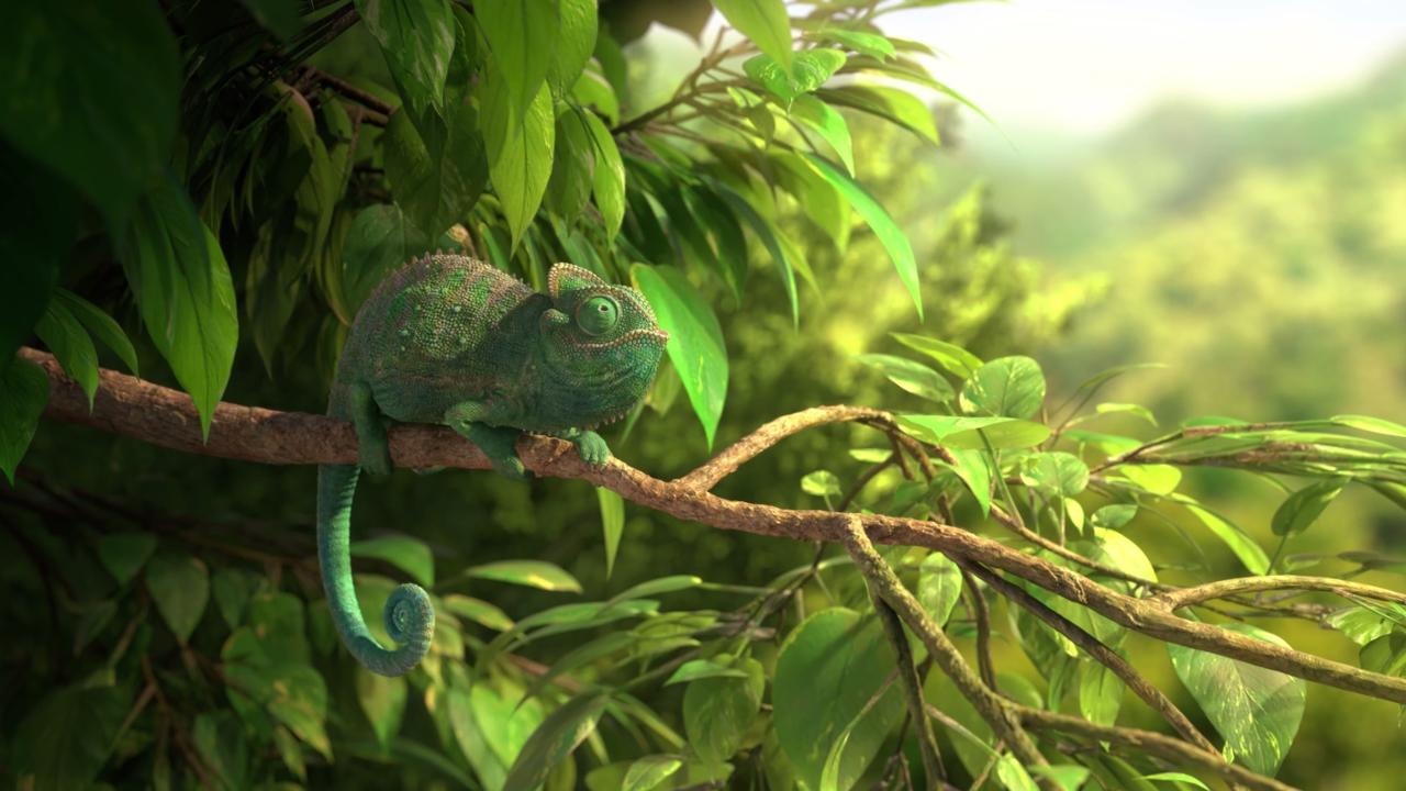 Our Wonderful Nature – The Common Chameleon