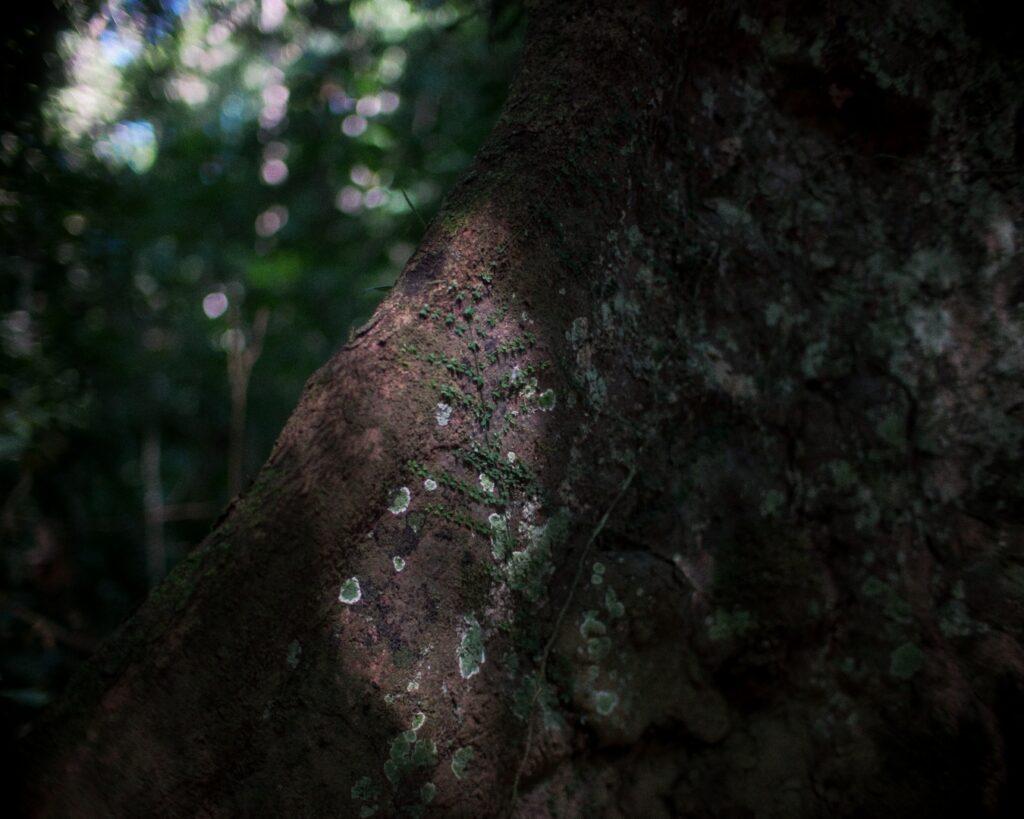 Ztracené vzpomínky stromů