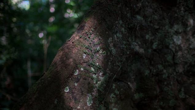 Ztracené vzpomínky stromů